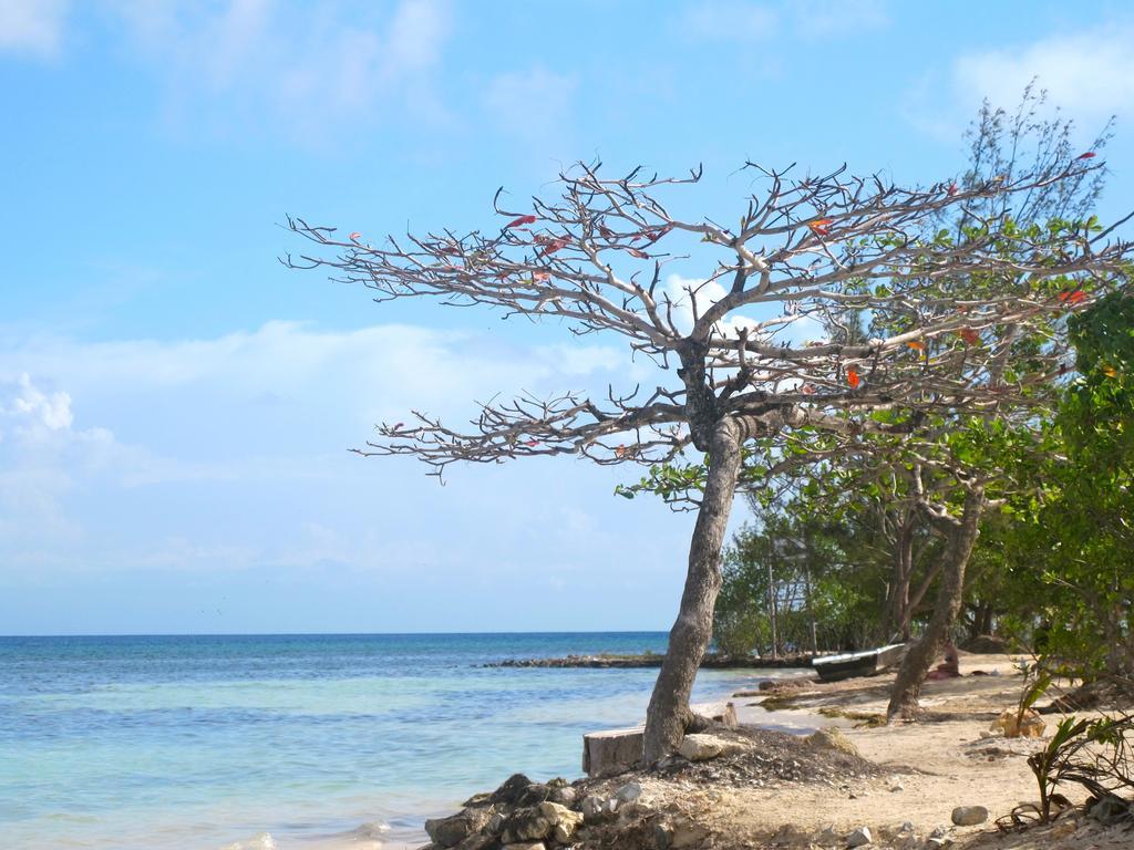 Coral View Beach Resort Utila Ngoại thất bức ảnh